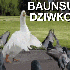 Avatar for Kaziumierz