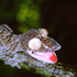 Avatar de europlatus