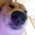 Avatar for kennydoge39