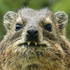 Avatar for Kaputnik67