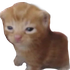 Avatar for chadyeet