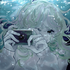 Avatar for starberrisyrup