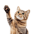 Avatar for casiopeaenjoyer