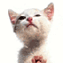 Avatar for polillita45