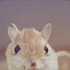 Avatar for Sozox