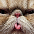 Awatar dla viciousmeow