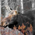 Avatar for THEALASKACOW