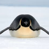 Avatar for PenguinTyper