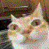 Avatar for Saltron_