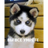 Avatar for ciim