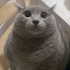 Avatar for kingbob2023