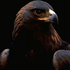 Avatar for rylu666