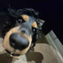 Avatar for foped