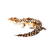 Avatar for savorytruffIe