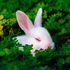 Avatar for startled_bunny