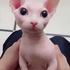 Avatar for LeatFingies31