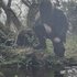 Cwlt Draig 的头像