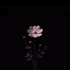 Avatar for estelaqf