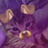 Avatar for sh1vi