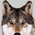 Avatar for SelenGR