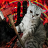 Avatar for kash19