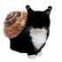 Avatar for saltori