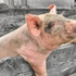 JolionForsyte için avatar