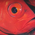 Avatar for feelmybeast