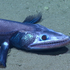 Avatar for shrimpfan19
