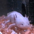 Avatar for FluffySquid