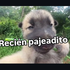 Avatar for Mrvigotaso