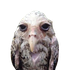 Avatar for gdrummos