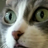 Avatar für caepe