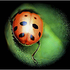 Avatar for insectocompinta