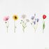 Wildflower - Single