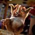 Avatar for huge_hamster