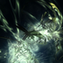 Avatar for Sault44