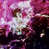 Avatar for Lautaro098_