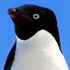 Avatar for McPingvin