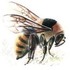 Avatar for shmelneg