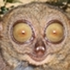 Avatar di franka_the_ham