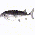 Avatar for MrGillDrill