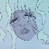 Avatar for pixelclit