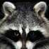 Avatar for SmokieMcPot
