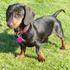 Avatar for dachshunds