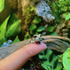Awatar dla toadwife