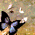 Avatar for drunk_butterfly