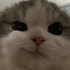 Avatar for mishfish_