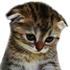Avatar di minttutje
