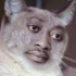 Avatar für PirokoLoko